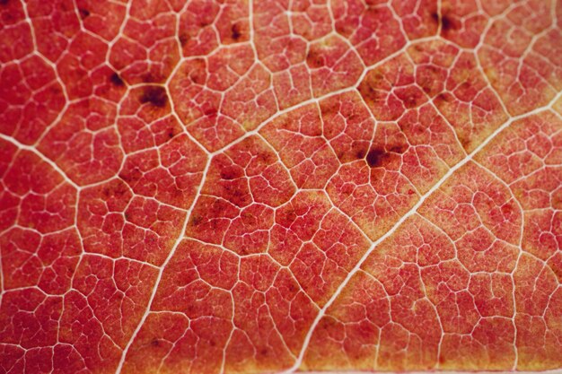 foglia rossa dell'albero strutturata con i colori di autunno nella stagione di autunno, fondo rosso