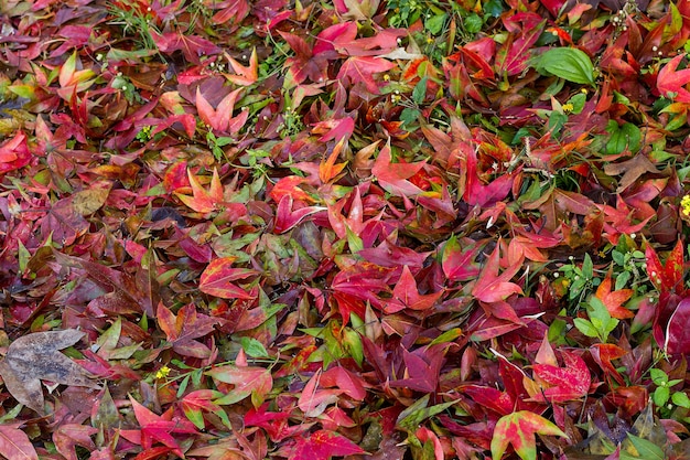 Foglia rossa su scarsa illuminazione nella foresta verde della priorità bassa.