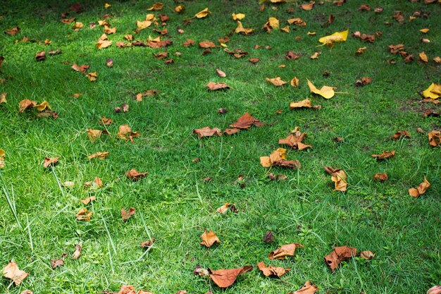Foglia secca che cade sul fondo dell'erba al pavimento in giardino