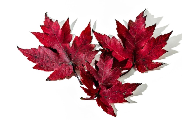 Foglia secca d'autunno caduta dall'albero su sfondo bianco.