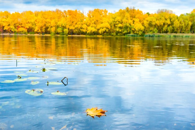 Foglia secca rossa sull'acqua del lago con foresta autunnale con alberi di arancio sulla sponda del fiume