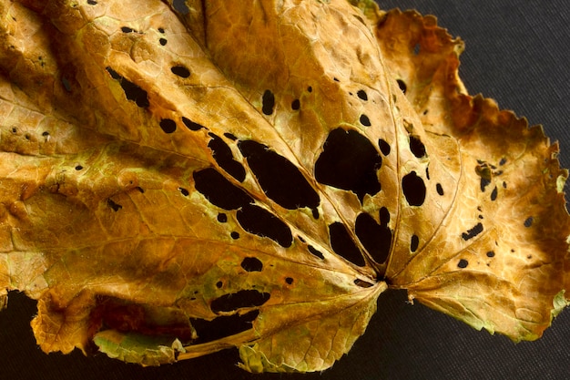 Foglia secca su sfondo nero