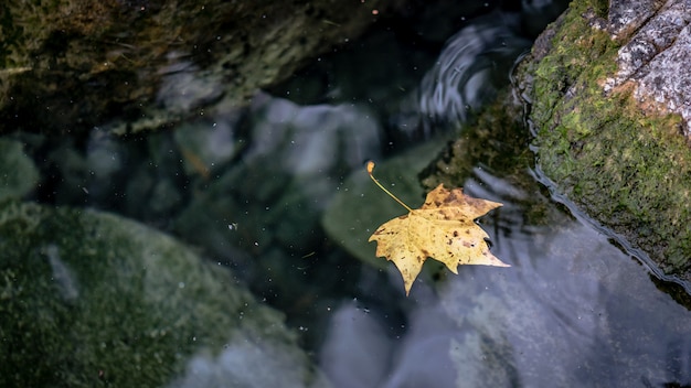 Foglia secca sull&#39;acqua