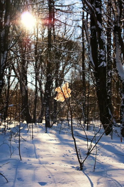 Foglia su un ramo di albero d'inverno