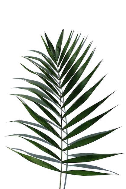 Foglia tropicale della palma su una priorità bassa bianca