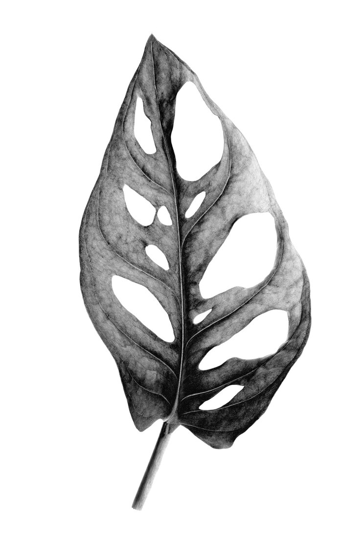 Foglia tropicale di Monstera Adansonii chiamata anche Monstera Monkey isolata su sfondo bianco Immagine modificata digitalmente con effetto solarizzazione in bianco e nero