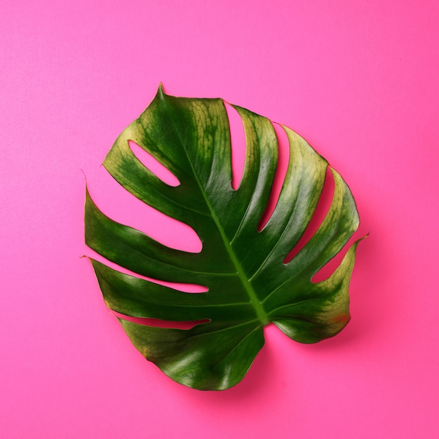 Foglia tropicale di monstera su fondo rosa. Concetto di estate