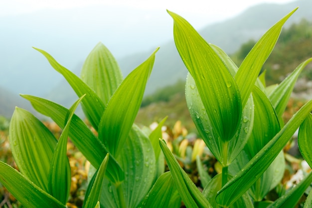 Foglia tropicale verde con gocce d'acqua.