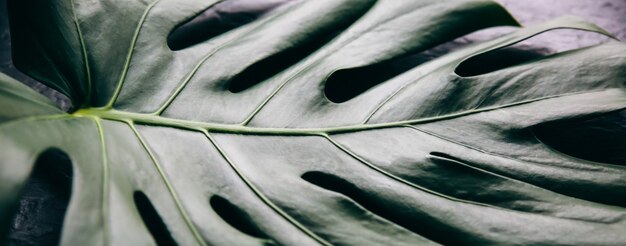 Foglia tropicale verde su sfondo nero. Pianta d'appartamento Monstera. Foto ecologica.