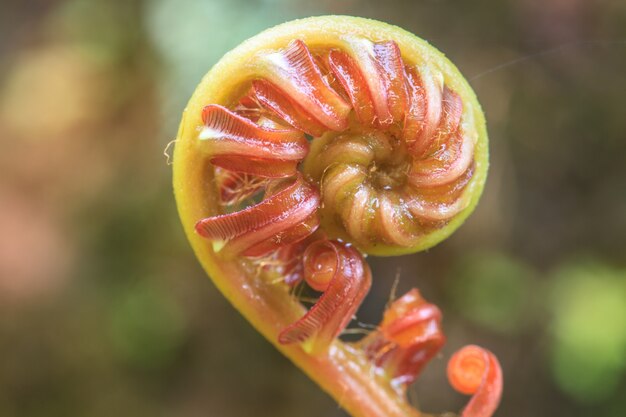 Foglia verde a spirale