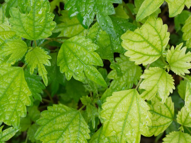 foglia verde alta chiusa sulla natura