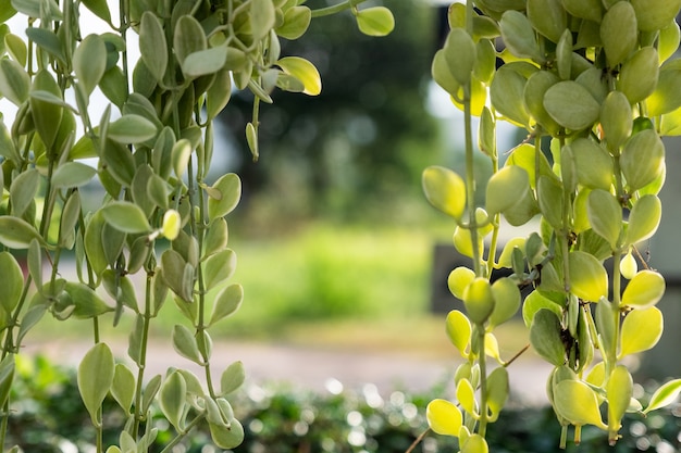 Foglia verde appesa in giardino