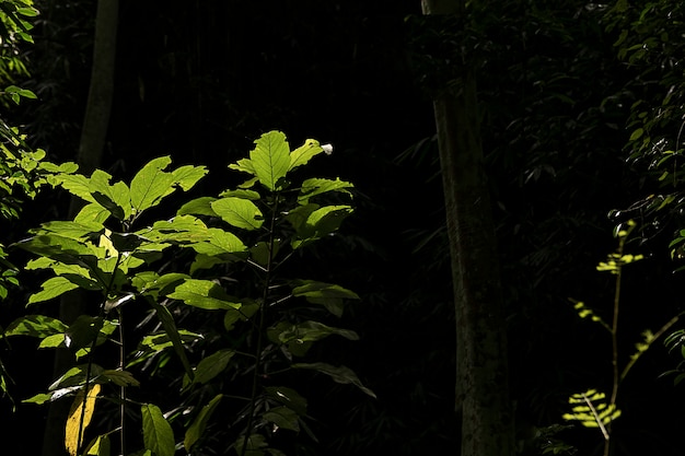 Foglia verde che cresce nel modo di cascata, la pianta della foresta tropicale, vite sempreverde su sfondo nero.