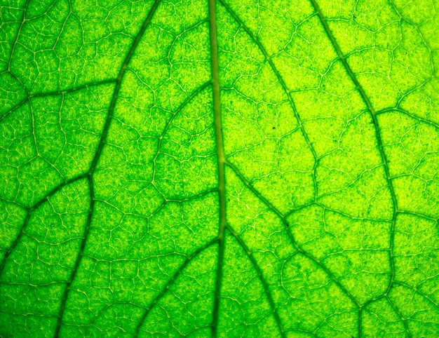 Foglia verde closeup sfondo Verde naturale foglia fresca texture Trachea dei vasi fogliari
