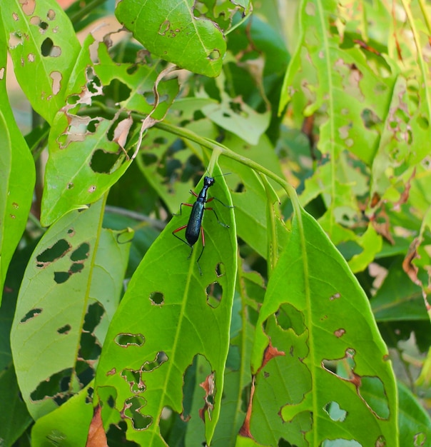 Foglia verde con buchi mangiati da parassiti, insetti. Disinfestazione in giardino