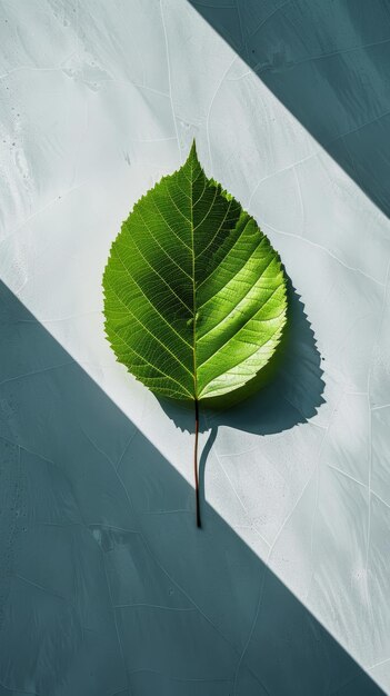 Foglia verde con gioco di luce e ombra