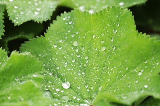 Foglia verde con gocce d'acqua da vicino