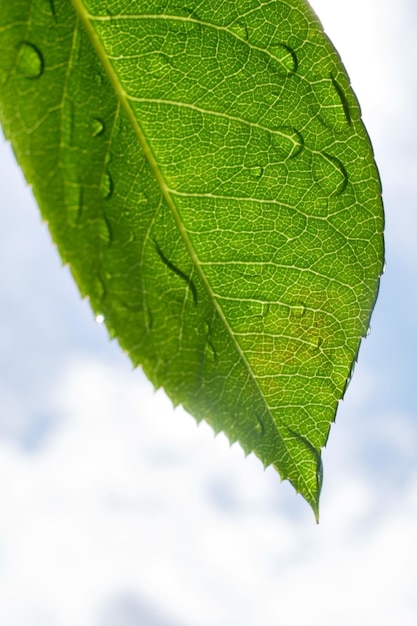 Foglia verde con gocce d'acqua dopo la pioggia