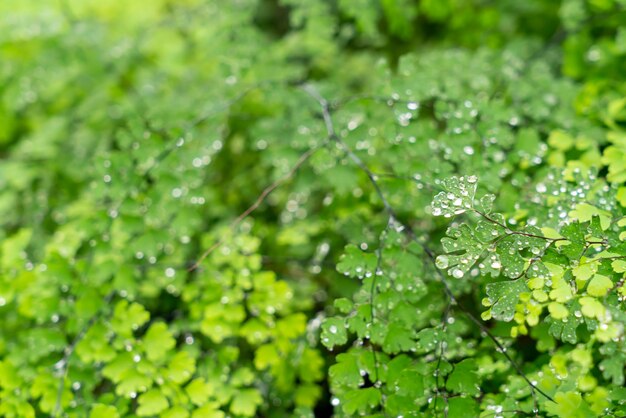 Foglia verde con gocce d'acqua o goccioline d'acqua