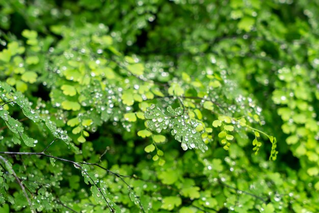 Foglia verde con gocce d'acqua o goccioline d'acqua