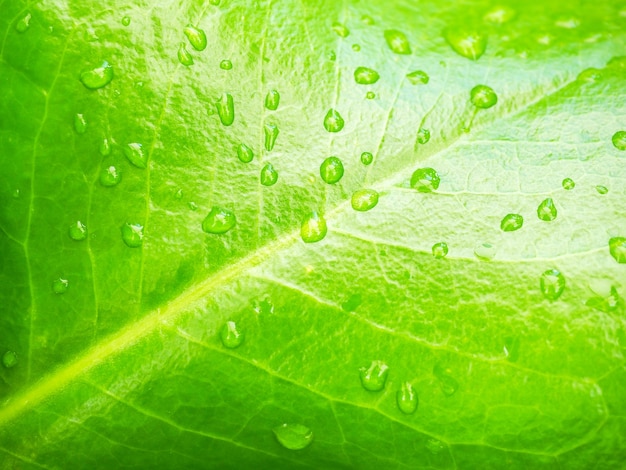 Foglia verde con gocce d'acqua, primo piano.