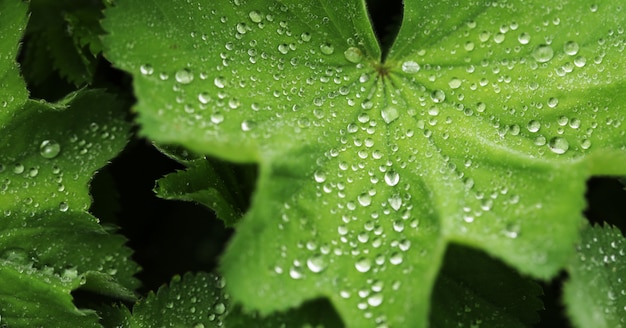 Foglia verde con gocce d'acqua