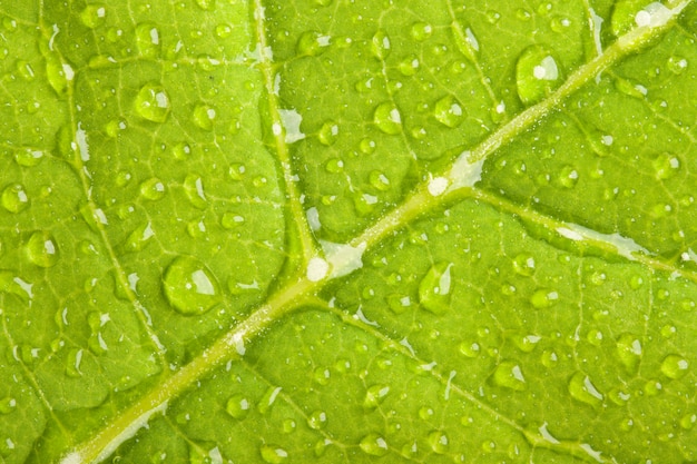 Foglia verde con gocce d'acqua