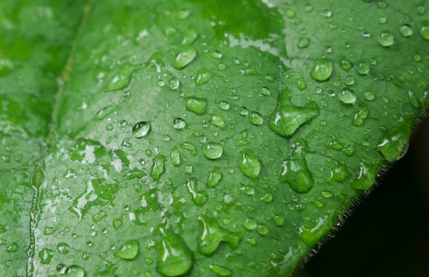 Foglia verde con gocce d'acqua