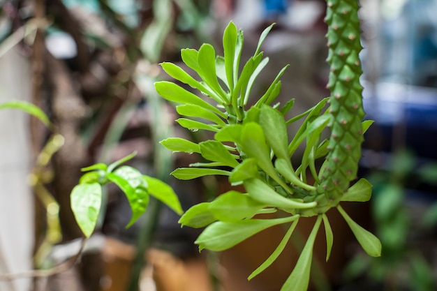 Foglia verde con gocce d'acqua