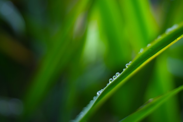 Foglia verde con gocce d&#39;acqua