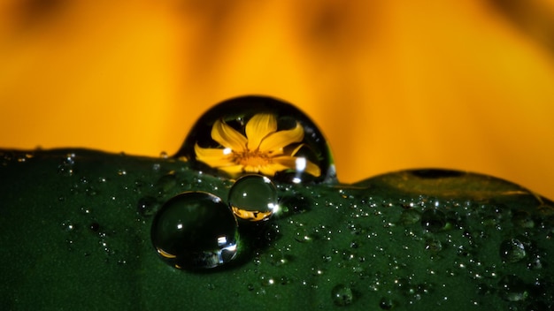 Foglia verde con gocce d&#39;acqua