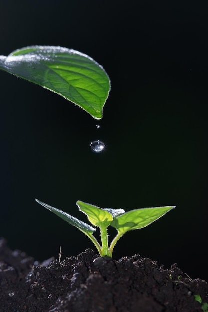 Foglia verde con gocce d&#39;acqua