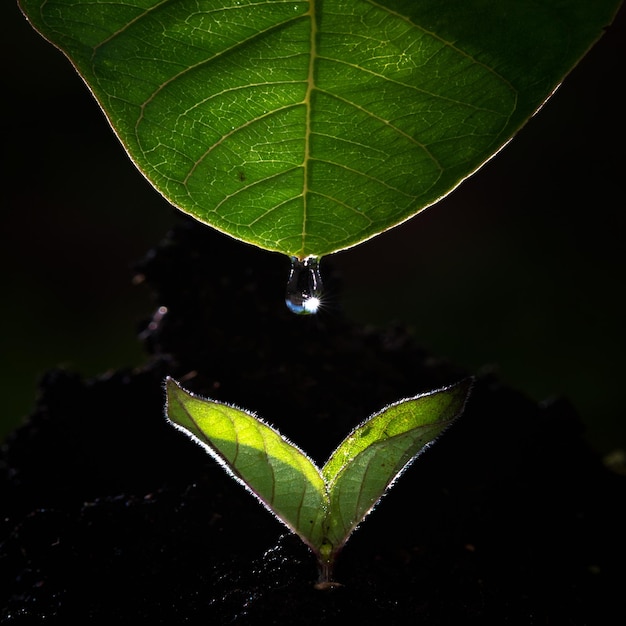 Foglia verde con gocce d&#39;acqua