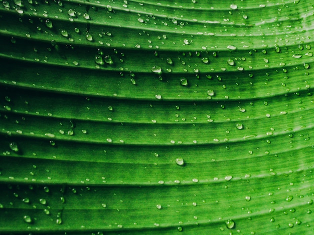 Foglia verde con gocce d&#39;acqua