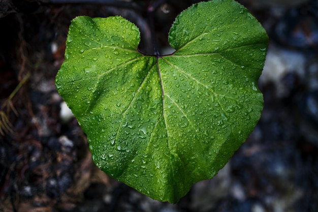 Foglia verde con gocce d'acqua.