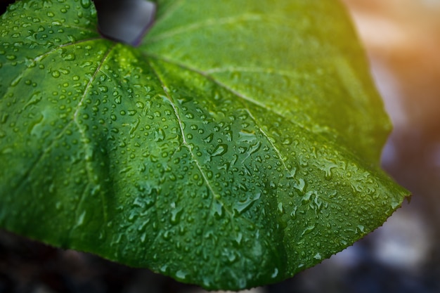 Foglia verde con gocce d'acqua.