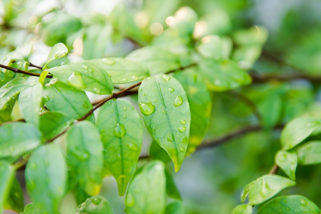 Foglia verde con goccia d&#39;acqua su sfondo nero