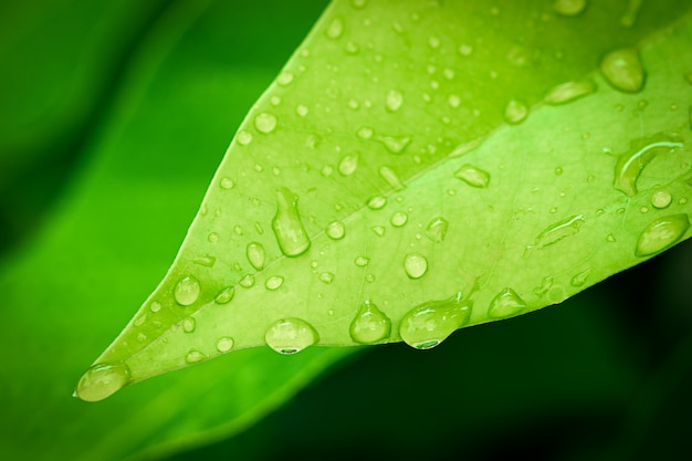 Foglia verde con goccia d&#39;acqua