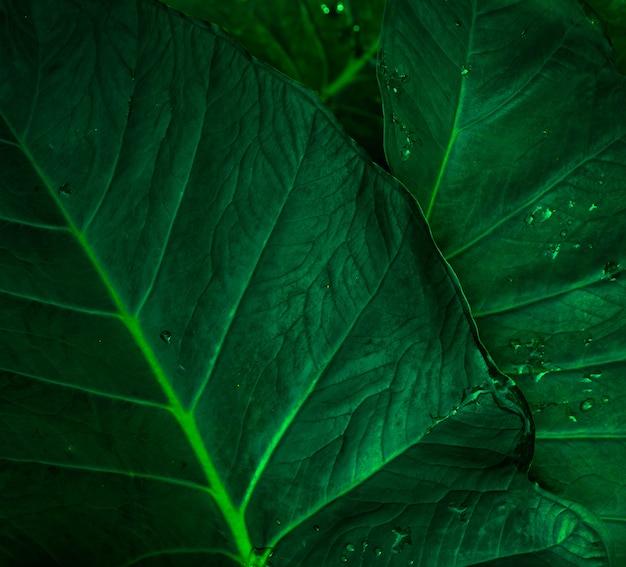 Foglia verde con goccia di pioggia nella giungla. Goccia d'acqua sulle foglie.