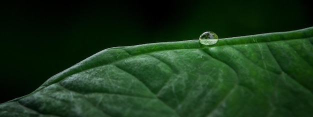 Foglia verde con goccia di rugiada in primo piano