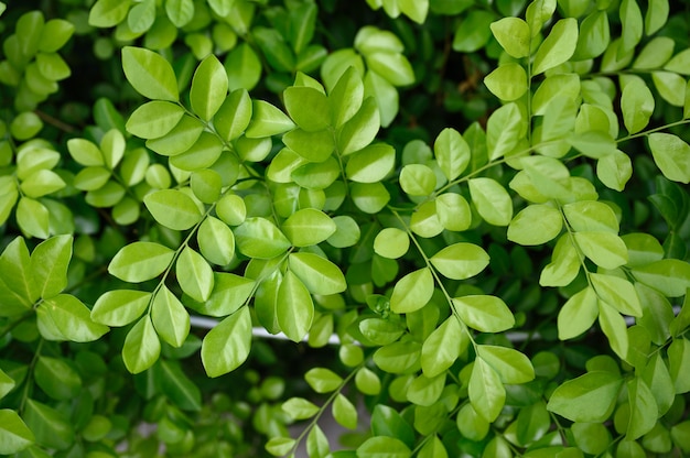 Foglia verde con il gambo che cresce nel giardino