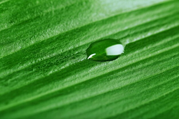 Foglia verde con il primo piano delle goccioline