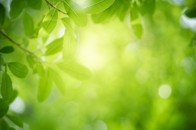 Foglia verde con lo spazio della copia facendo uso di come concetto della natura di estate del fondo.