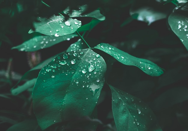 Foglia verde con rugiada su sfondo scuro della natura.