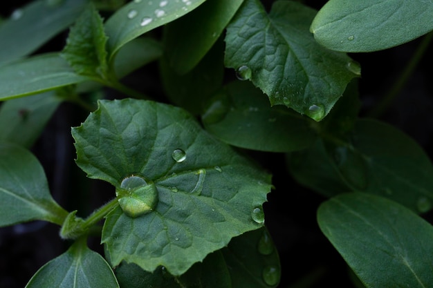 foglia verde con sfondo di gocce d'acqua