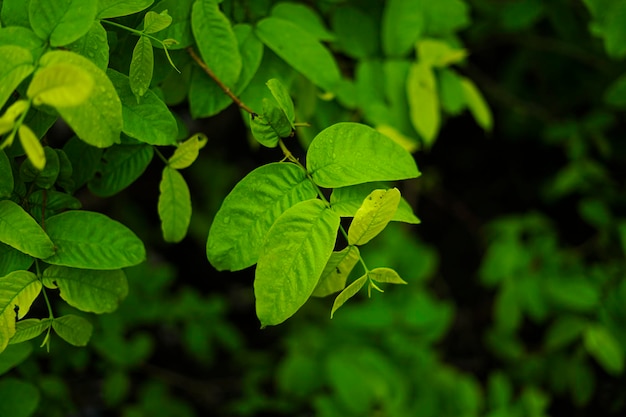 Foglia verde con sfondo goccia d'acqua