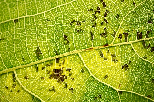 foglia verde con texture di sfondo astratto. vene fogliari