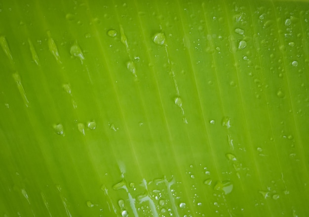 Foglia verde da vicino con gocce d'acqua in un giorno di pioggia per lo sfondo naturale