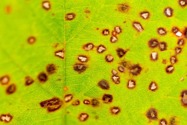 Foglia verde danneggiata con macchie marroni e fori sullo sfondo del primo piano