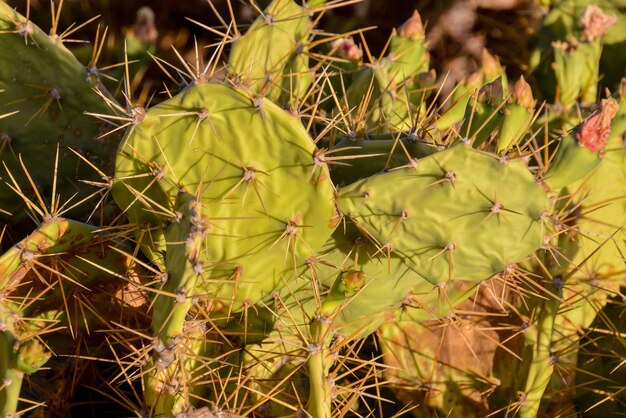 Foglia verde del fico d'india nel deserto